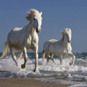 Beyaz Atlar