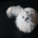 Beyaz Kedi 1