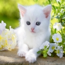 Beyaz-Kedi