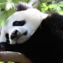 Sevimli Yavru Panda