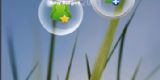Nokia Bubbles (screenshot_friends_2.jpg)