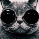 Gözlüklü Kedi