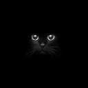 Kara Kedi 1