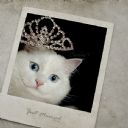 Prenses Kedi