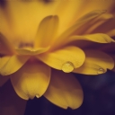 Sarı Çiçek 1