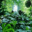 Tropik Aalar ve Orman