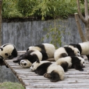 Uyuyan Pandalar