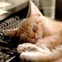 Klavyede Uyuyan Kedi